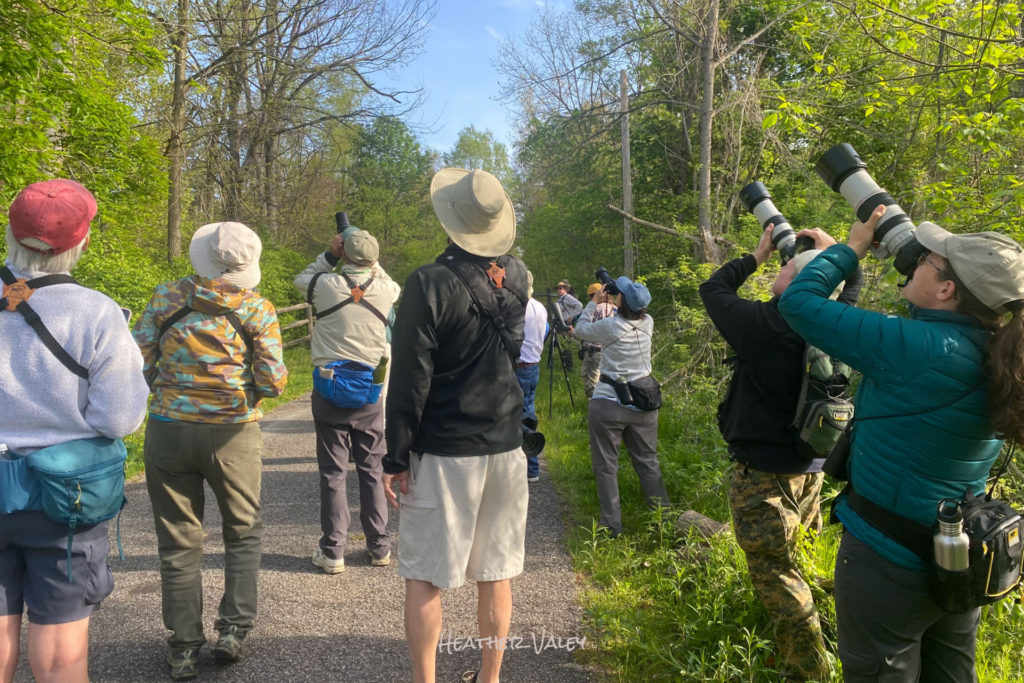 The Magic of Magee Marsh A Biggest Week in American Birding Festival